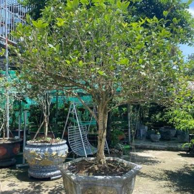 LOÀI CÂY QUÝ NHƯ VÀNG, HÚT TÀI LỘC, BÌNH AN, GỌI MAY MẮN VỀ NHÀ